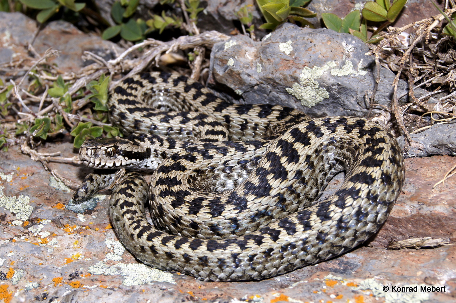 Eastern Darevsky's Viper (Vipera d. darevskii) (2)
